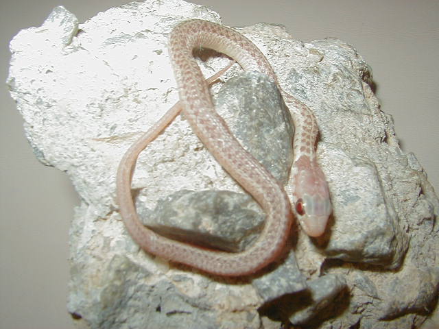 Eastern J Sarg Myrtle Beach 4 ery albino   CB 09 05 15 2009
