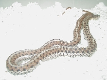 Eastern Myrtle Beach erythristic x Schuett albino Double het female 1 05