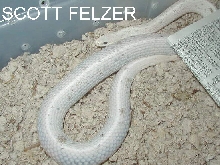 Leucistic eastern garter