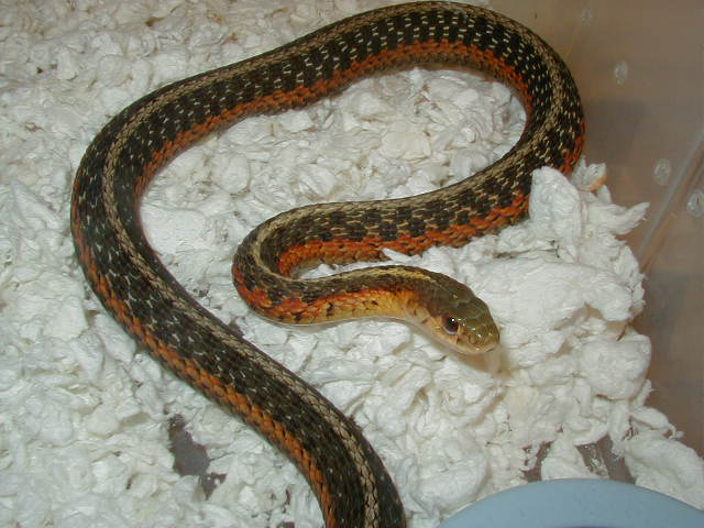 Eastern Leucistic het flame  female 04 11 2009
