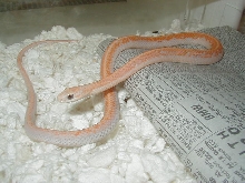 Eastern Leucistic high orange male 04 11 2009