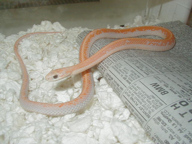 Eastern Leucistic high orange male 04 11 2009
