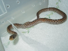 Hypoerythristic eastern from Florida