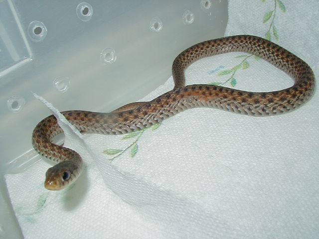 Hypoerythristic eastern from Florida