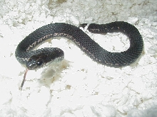 Eastern partial melanistic male CB 2006
