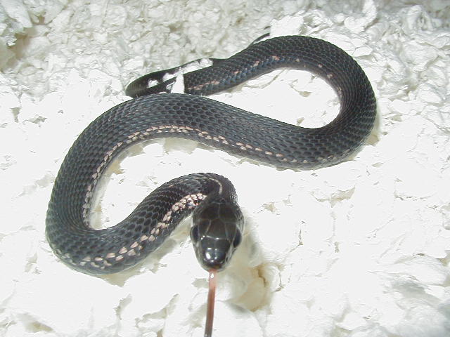 Partial melanistic eastern garter