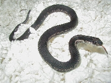 Eastern partial melanistic male CB 2006