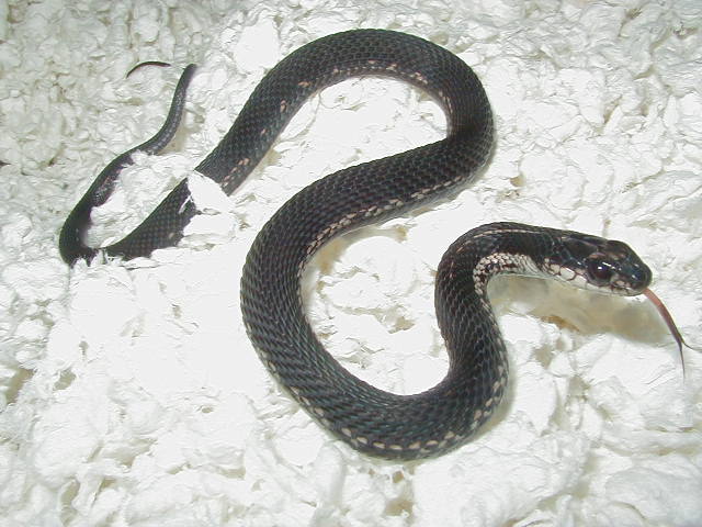 Eastern partial melanistic male CB 2006
