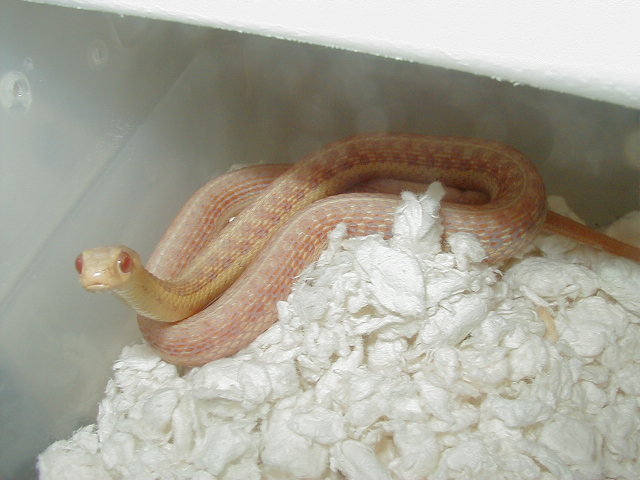 Eastern Midwest albino female 05 03 2010