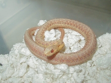 Eastern Midwest albino female 2  05 03 2010