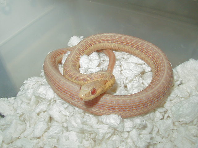 Eastern Midwest albino female 2  05 03 2010