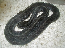Eastern Mohr anery wc 05 03 2010