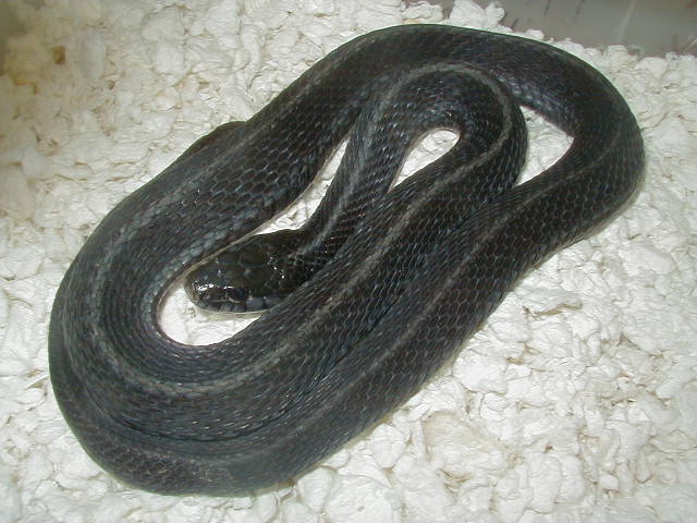 Eastern Mohr anery wc 05 03 2010