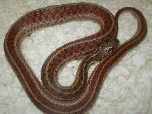 Eastern Myrtle Beach ery LTC original 2 female 06 07 2010