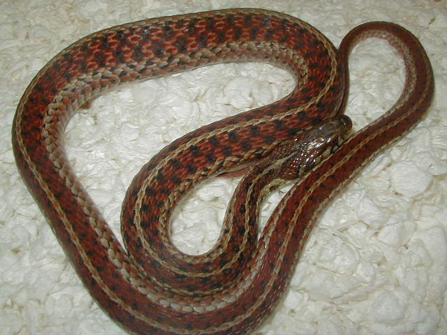 Eastern Myrtle Beach ery LTC original 2 female 06 07 2010