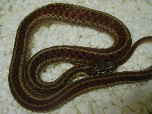 Eastern Myrtle Beach ery LTC original female 06 07 2010