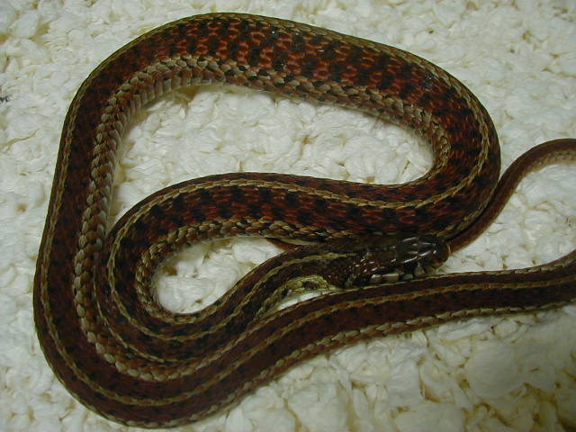 Eastern Myrtle Beach ery LTC original female 06 07 2010