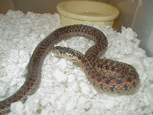 Eastern Myrtle Beach eastern x Schuett albino eastern high red CB 2008 01 1