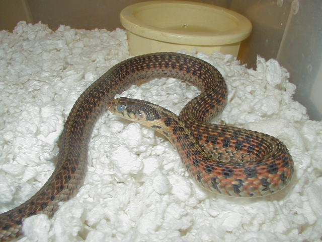 Eastern Myrtle Beach eastern x Schuett albino eastern high red CB 2008 01 1