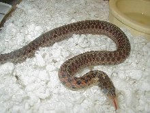 Eastern Myrtle Beach eastern x Schuett albino eastern high red 3 CB 2008 01