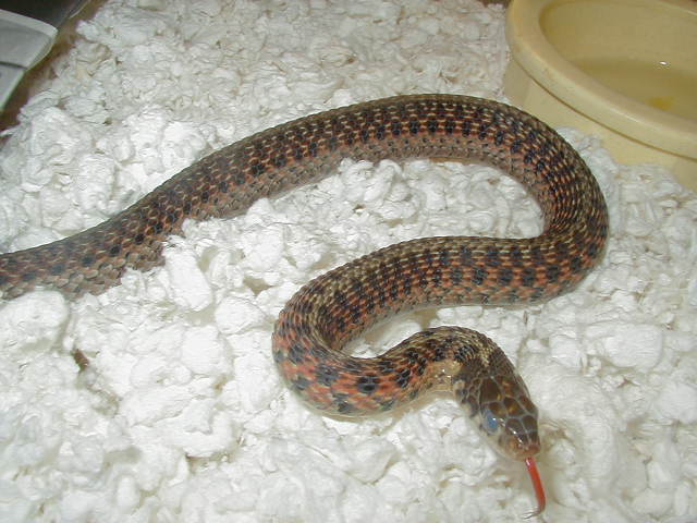Eastern Myrtle Beach eastern x Schuett albino eastern high red 3 CB 2008 01