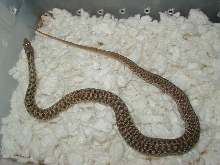 Eastern Myrtle Beach x Schuett albino female 3 11 06 2008
