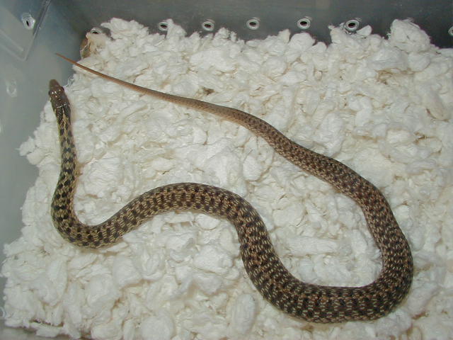 Eastern Myrtle Beach x Schuett albino female 3 11 06 2008