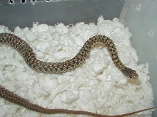 Eastern Myrtle Beach x Schuett albino female 2 11 06 2008