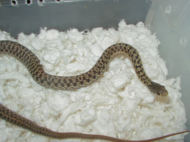 Eastern Myrtle Beach x Schuett albino female 2 11 06 2008