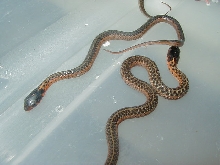 Eastern Myrtle ery x Flame het anery cb 09 05 12 2009