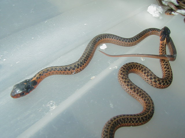 Eastern Myrtle ery x Flame het anery cb 09 3 05 12 2009