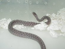 Eastern Silver adult male  CB 09 from Het 3 05 20 2009