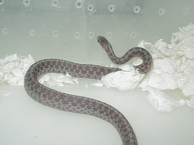 Eastern Silver adult male  CB 09 from Het 3 05 20 2009