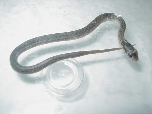 Eastern Silver female CB 09 from Het 3 05 20 2009