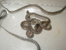 Eastern Silver het group shot CB 09 from Het 3 05 20 2009