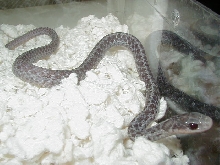 Eastern Silver male 04 11 2009