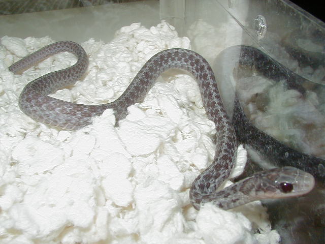 Eastern Silver male 04 11 2009