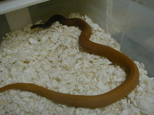 Eastern Snow Schuett line 1 CB 07 female 06 07 2010
