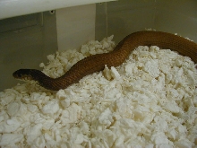 Eastern Snow Schuett line 2 CB 07 female 06 07 2010