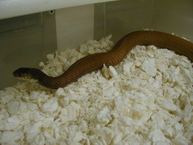 Eastern Snow Schuett line 2 CB 07 female 06 07 2010