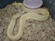 Eastern Florida albino female CB 2006