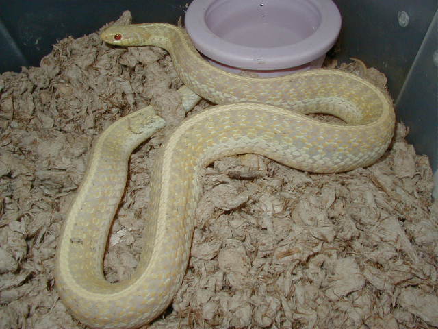 Eastern Florida albino female CB 2006