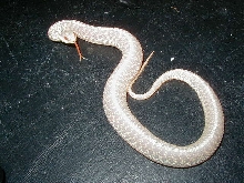 Eastern Florida albino female CB 2006