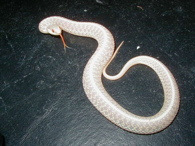 Eastern Florida albino female CB 2006