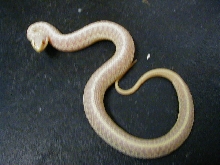 Eastern Florida albino female CB 2006