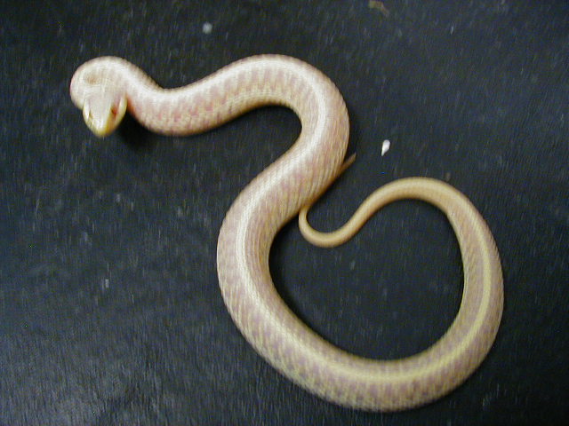 Eastern Florida albino female CB 2006