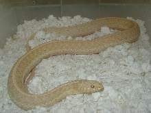 Eastern albino Florida strain female 04 11 2009