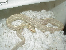 Eastern albino Florida strain male 04 11 2009