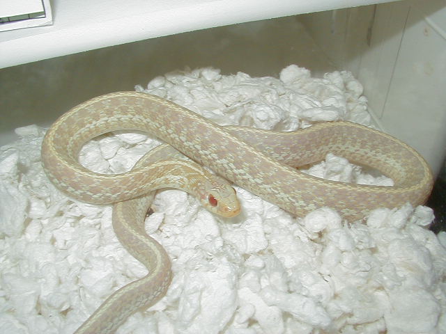 Eastern albino Florida strain male 04 11 2009