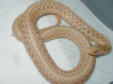 Albino eastern garter